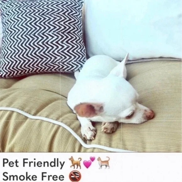 🦊💋 WILDFOX Single Taken Dogs V-Neck Baggy Beach Jumper Medium NWT - Picture 12 of 14